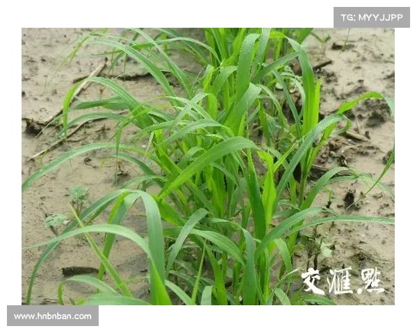摩尔庄园白色浆果的高效种植与使用技巧大全